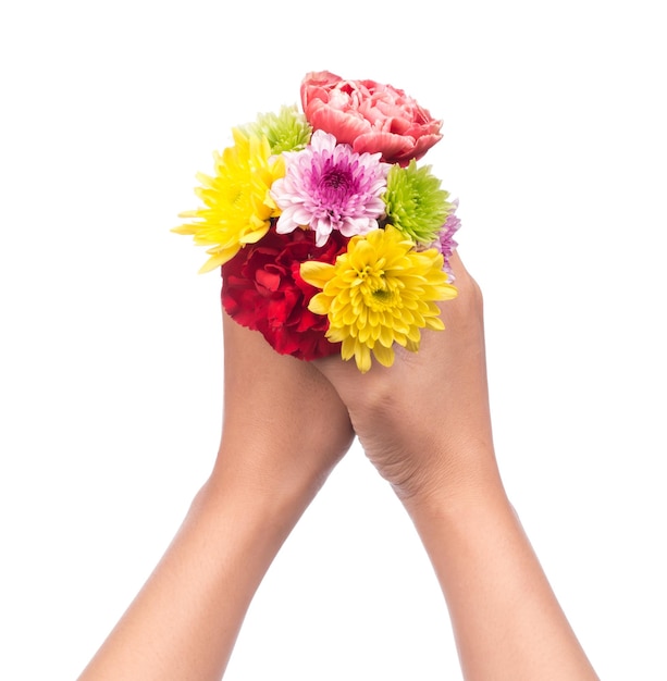 mão segurando o buquê de flores de crisântemo isoladas no fundo branco.