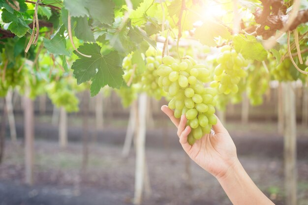 mão segurando o cacho de uvas verdes frescas, pendurado em um arbusto, Damnoen Saduk, província de Ratchaburi. tailandês