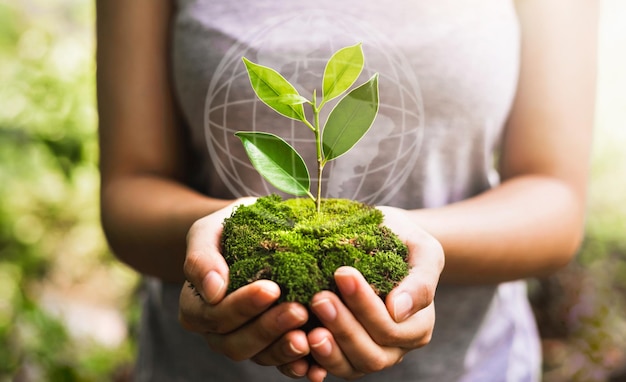 Mão segurando o globo com crescimento de plantas jovens e sol no conceito de natureza salvar a terra