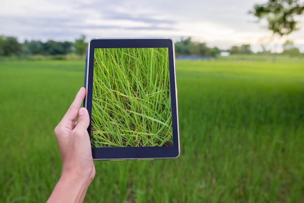 Foto mão segurando o tablet no campo de arroz