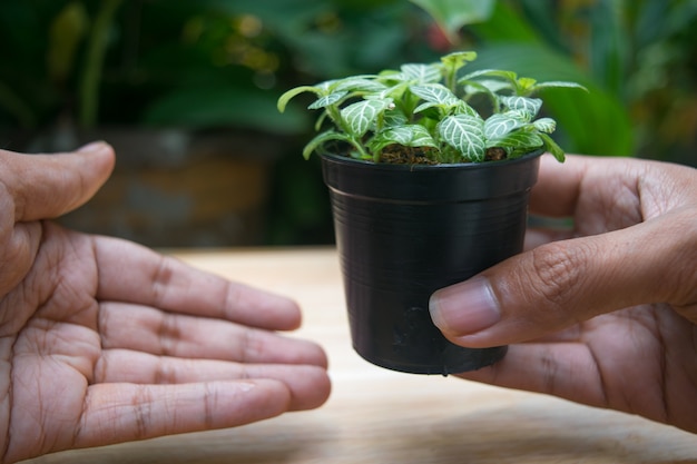 Mão segurando o vaso verde