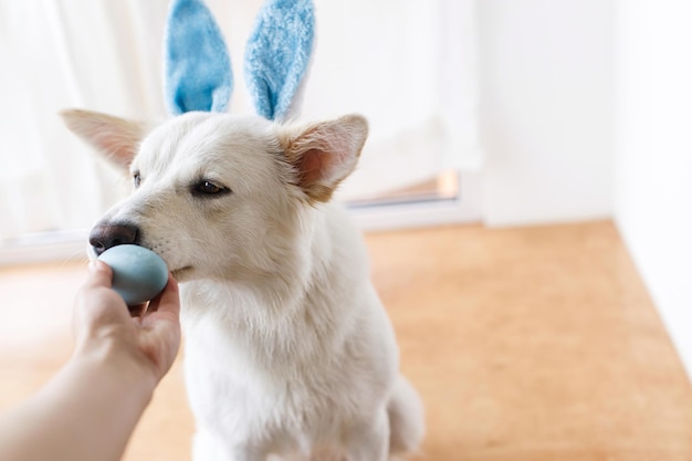 Mão segurando ovo de páscoa e cachorro fofo em orelhas de coelho no quarto Feliz Páscoa