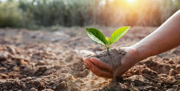 Foto mão segurando planta jovem em borrão conceito de fundo de natureza verde eco dia da terra