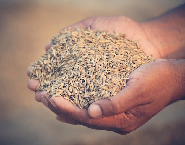 Mão segurando sementes de arroz dourado no subcontinente indiano