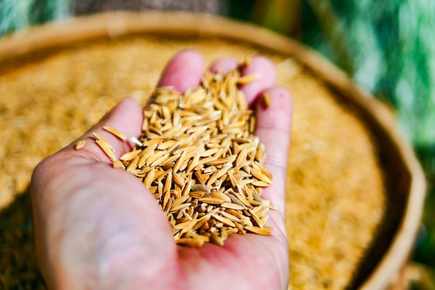 Mão segurando sementes de arroz seco