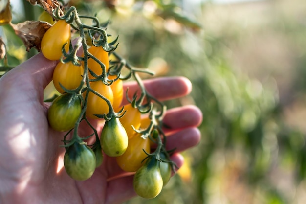 Mão segurando tomate cereja pera amarela no jardim ecológico Lycopersicon esculentum var cerasiforme