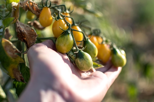 Mão segurando tomate cereja pera amarela no jardim ecológico Lycopersicon esculentum var cerasiforme