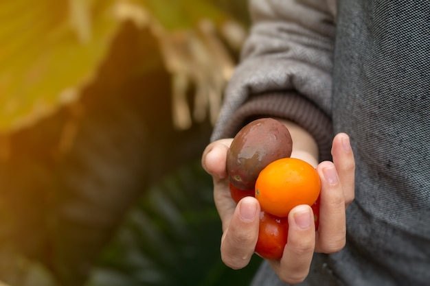 Mão segurando tomate fresco.