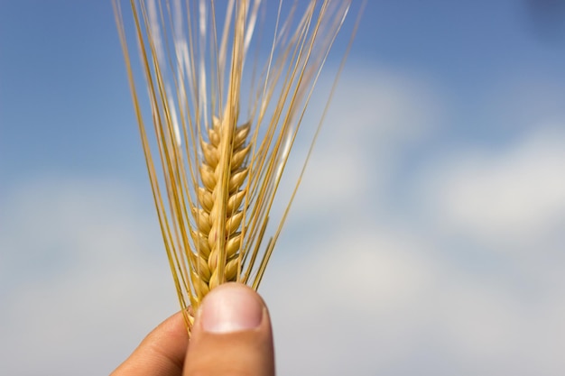 Mão segurando trigo, profundidade de campo rasa