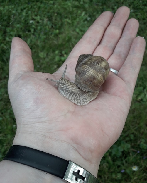 mão segurando um caracol