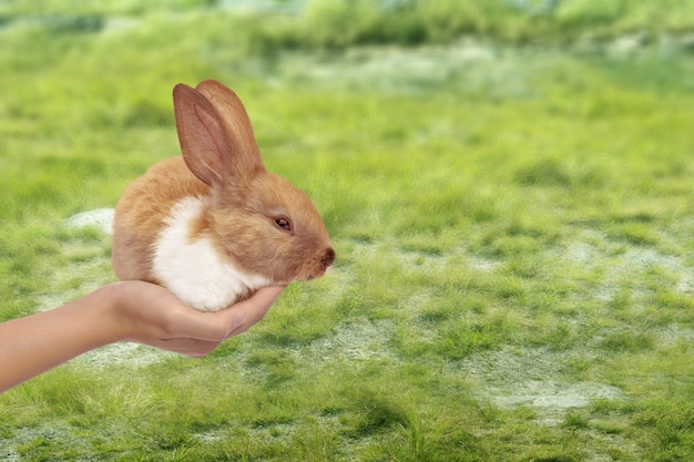 Mão segurando um coelhinho nos ovos quebrados com campo do Prado. Feliz Páscoa