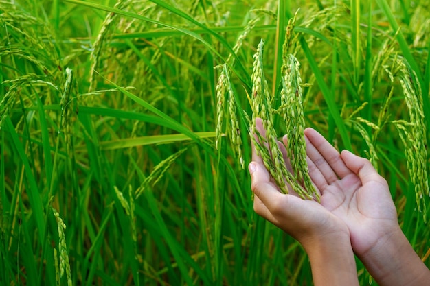 Mão segurando um grão de arroz fechado de uma planta de arroz verde em um campo