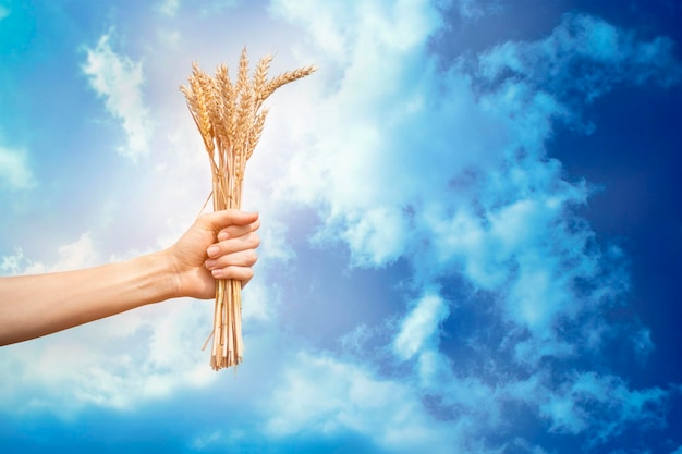 Mão segurando um monte de trigo contra o céu