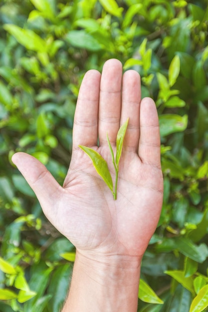 Mão segurando um pedaço de folha de chá verde