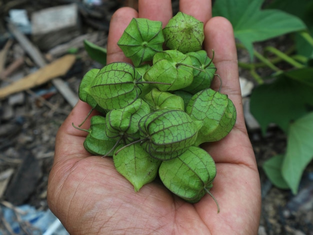 Foto mão segurando um tomatillo