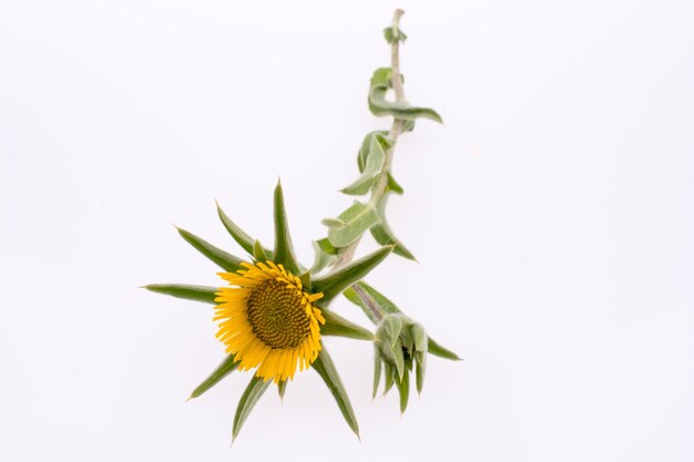 Mão segurando uma flor amarela em um fundo branco