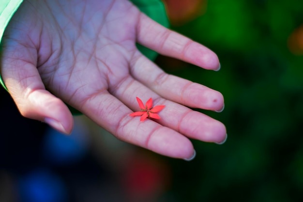 Mão segurando uma flor de agulha vermelha ou ixora vermelha com seis pétalas.
