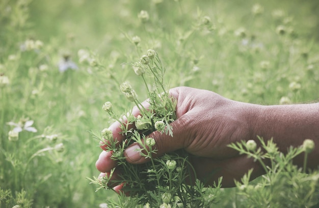 Mão segurando uma flor de nigela ayurvédica em um campo de cultivo
