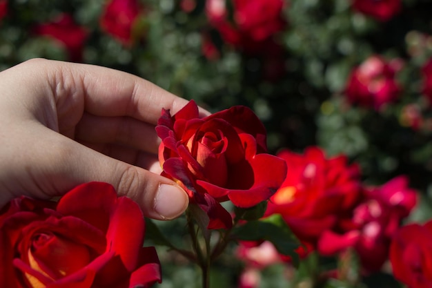 Mão segurando uma flor de rosa colorida