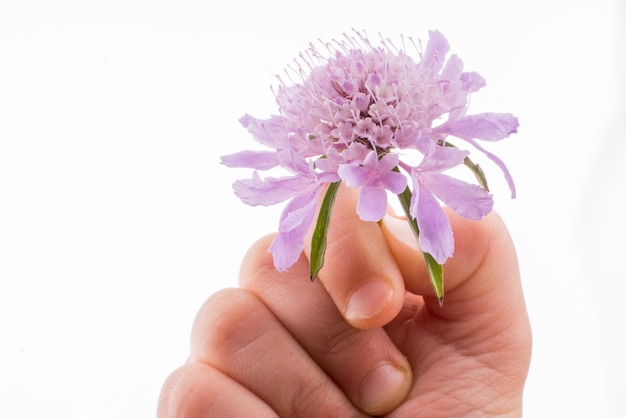 Mão segurando uma flor roxa