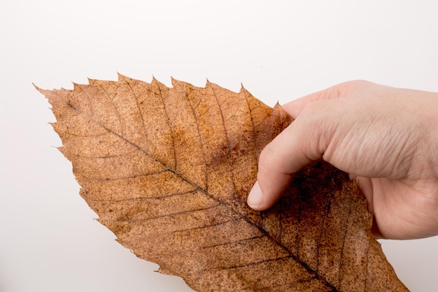 Foto mão segurando uma folha seca de outono em um fundo branco