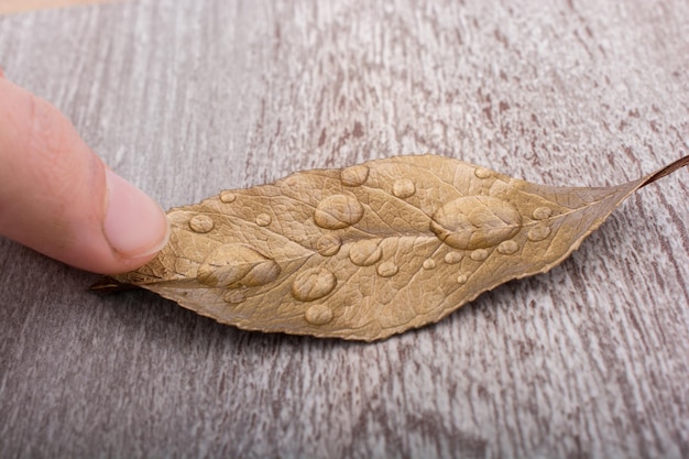 Mão segurando uma folha seca em um fundo cinzento