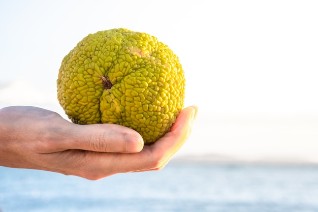 Mão segurando uma fruta verde de Maclura pomifera