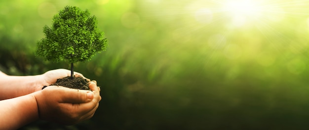 Mão segurando uma grande árvore verde que cresce em fundo de natureza verde ensolarado. Dia mundial do meio ambiente. Conceito ecológico.