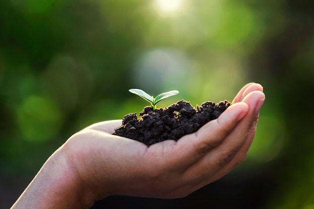 Mão segurando uma pequena árvore para plantar Conceito dia da terra mundial verde