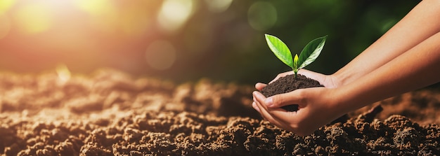 Mão segurando uma pequena árvore para plantar