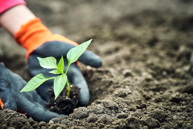 Mão segurando uma planta jovem no conceito de natureza verde desfocado eco dia da terra