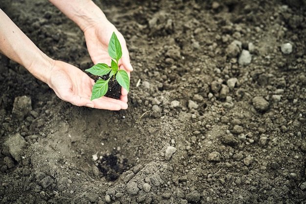 Mão segurando uma planta jovem no conceito de natureza verde desfocado eco dia da terra