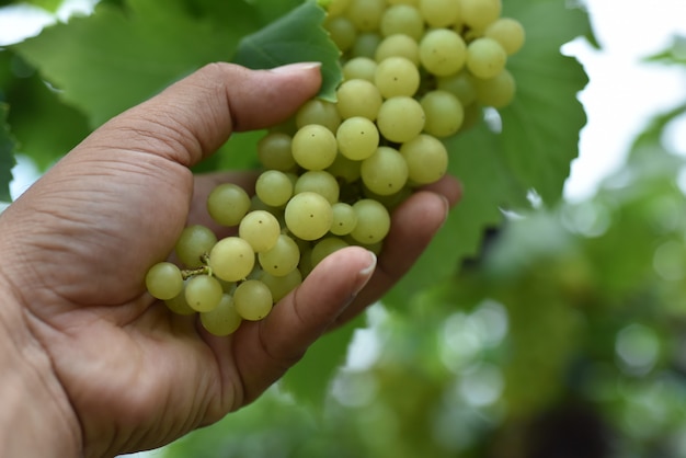 Mão segurando uvas frescas