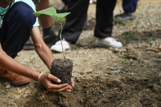 Mão segure a árvore para plantar no dia mundial do ambiente