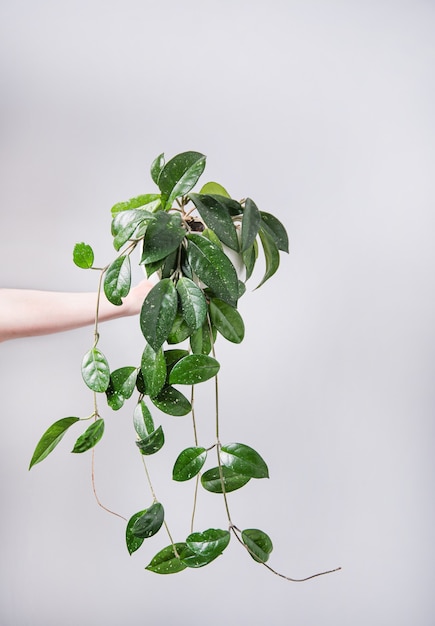 Mão segure a planta de soja em um vaso em um fundo cinza