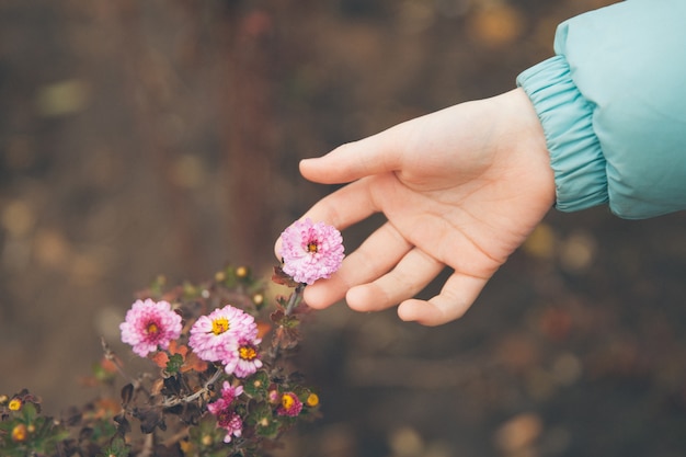 Mão toca flores de outono.