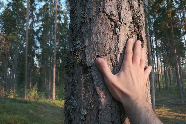 Mão toca um tronco de pinheiro.