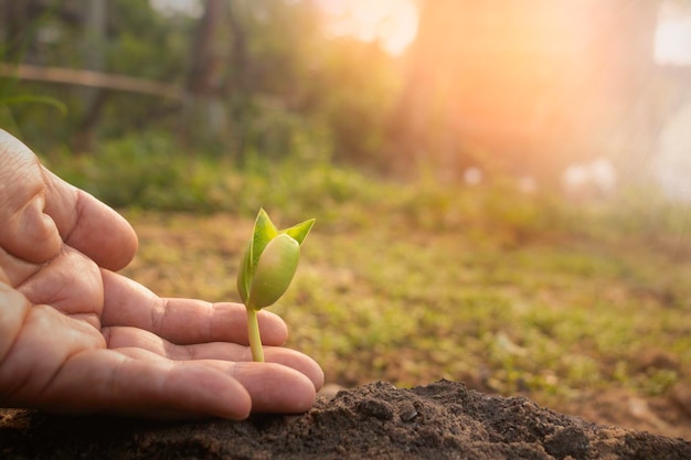 Mão tocando a planta crescentePlanta jovem e mão sob a luz do solDedo e plantas pequenas no chão na primaveraNovo conceito de vidaFreshPhoto fresco e ideia do conceito de agricultura