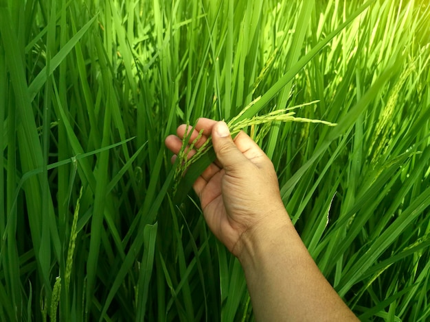 Mão tocando com ternura o arroz jovem no arrozal com luz solar