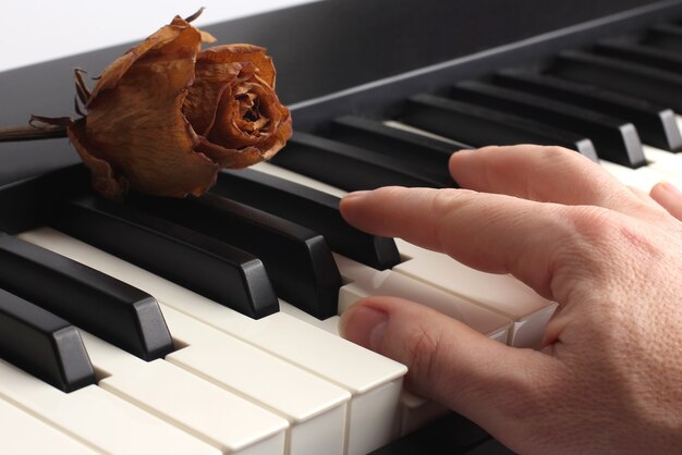 Mão tocando piano deitada com rosa seca