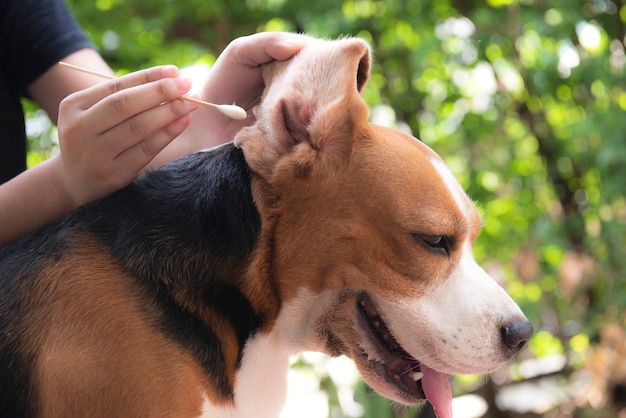 Foto mão usando uma bola de algodão para limpar as orelhas sujas do cachorro beagle