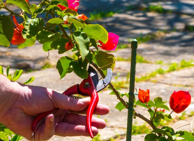 Mão usando uma tesoura em um jardim