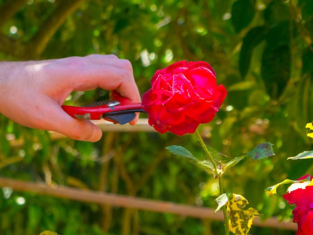 Mão usando uma tesoura em um jardim