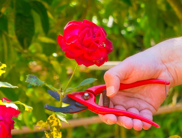 Mão usando uma tesoura em um jardim