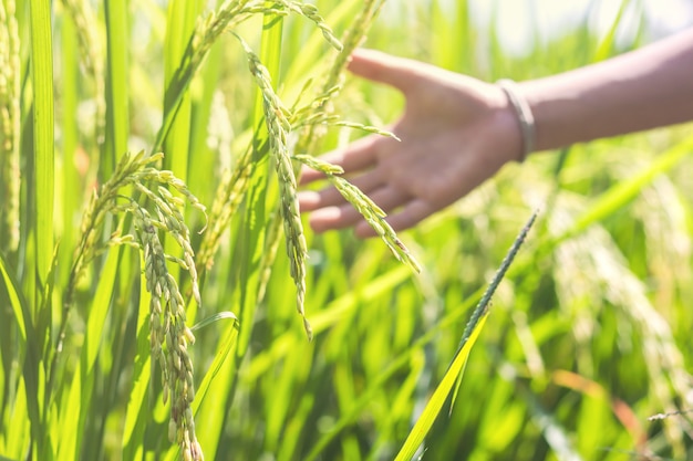 Mão velha, com ternura, tocando um arroz jovem no campo de arroz