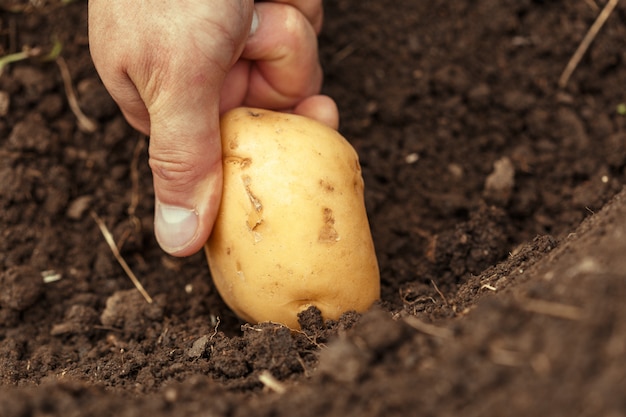 Mãos colhendo batatas orgânicas frescas do solo