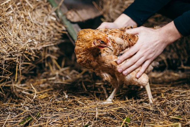 Mãos com frango no galinheiro