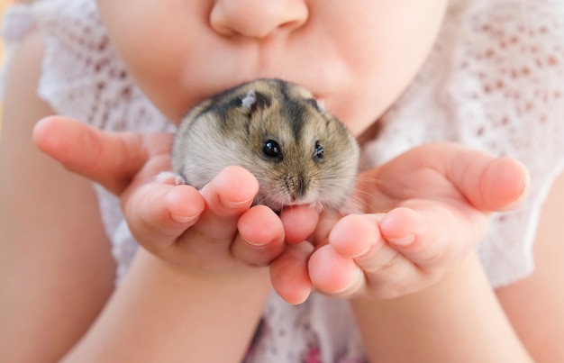 Mãos com um hamster. garota tem um hamster nas mãos dela.