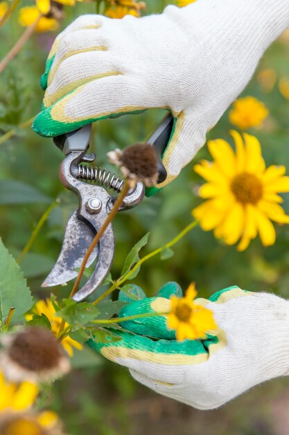 Foto mãos cortadas a cortar flores amarelas