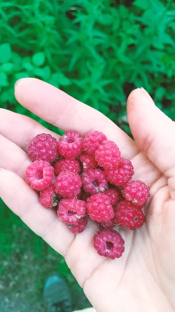 Mãos cortadas de mulher segurando frutas de bagas